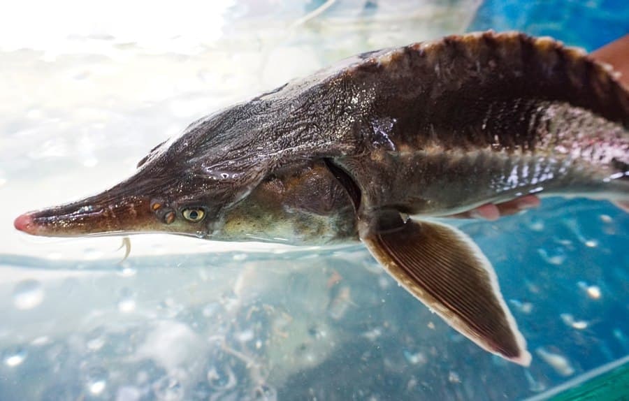 Quán lẩu cá tầm Măng Đen