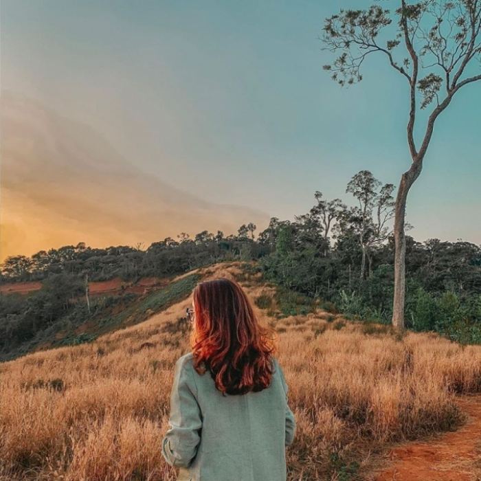 Đồi cỏ lau Măng Đen