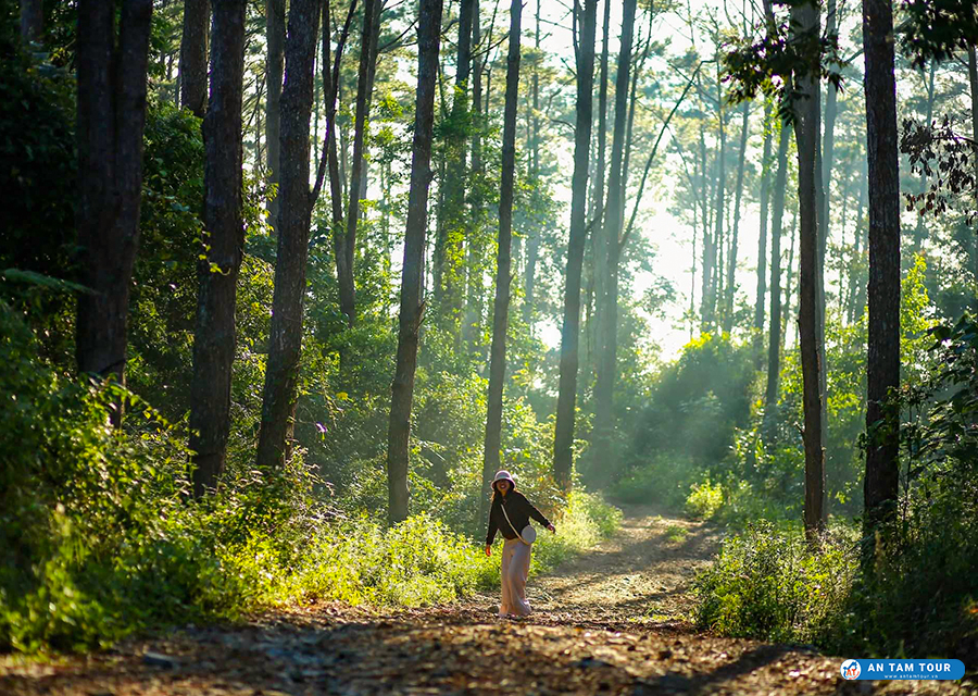 Măng Đen rừng thông cổ tích
