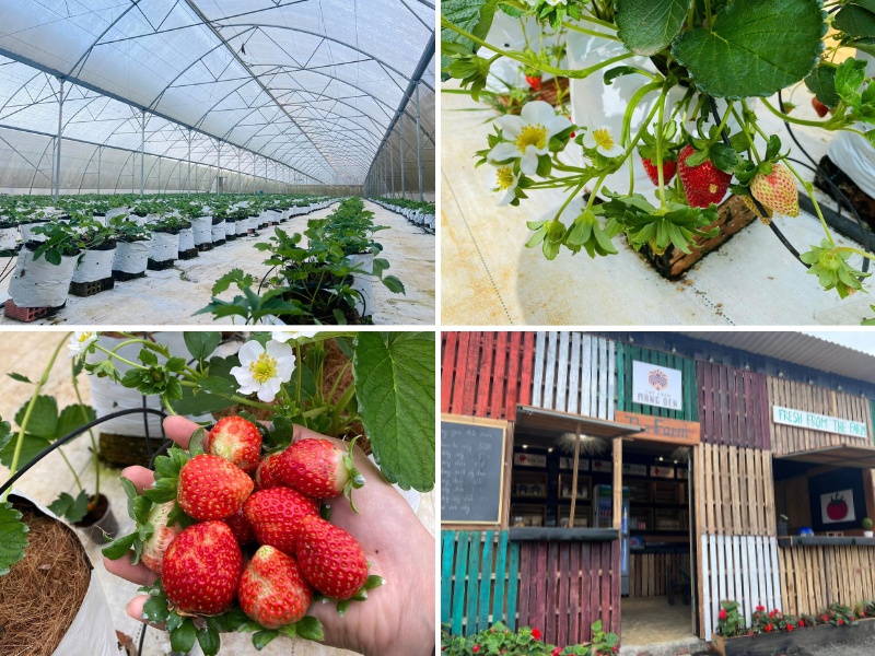 Vườn hoa quả Măng Đen