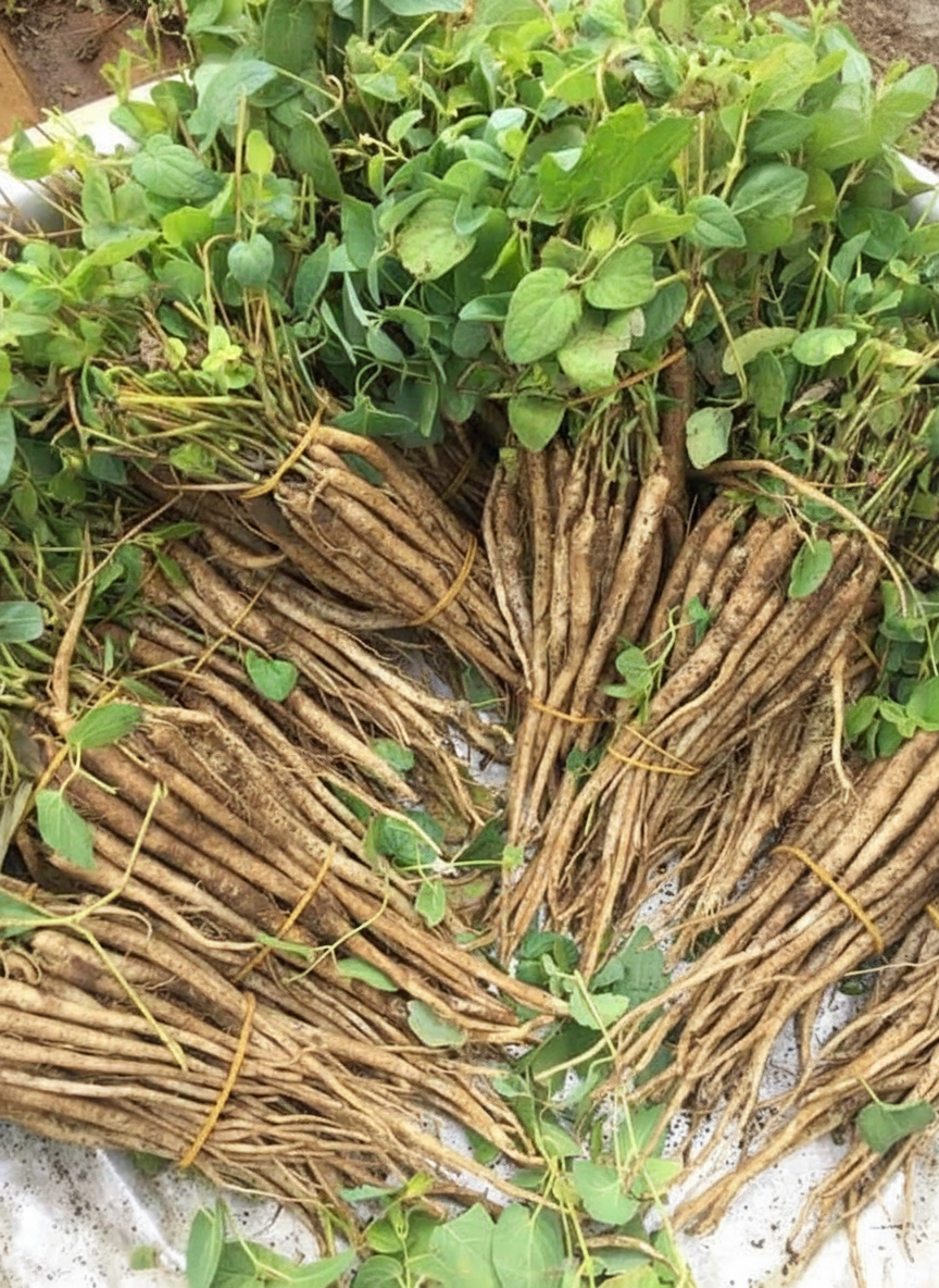 Lá sâm dây Ngọc Linh